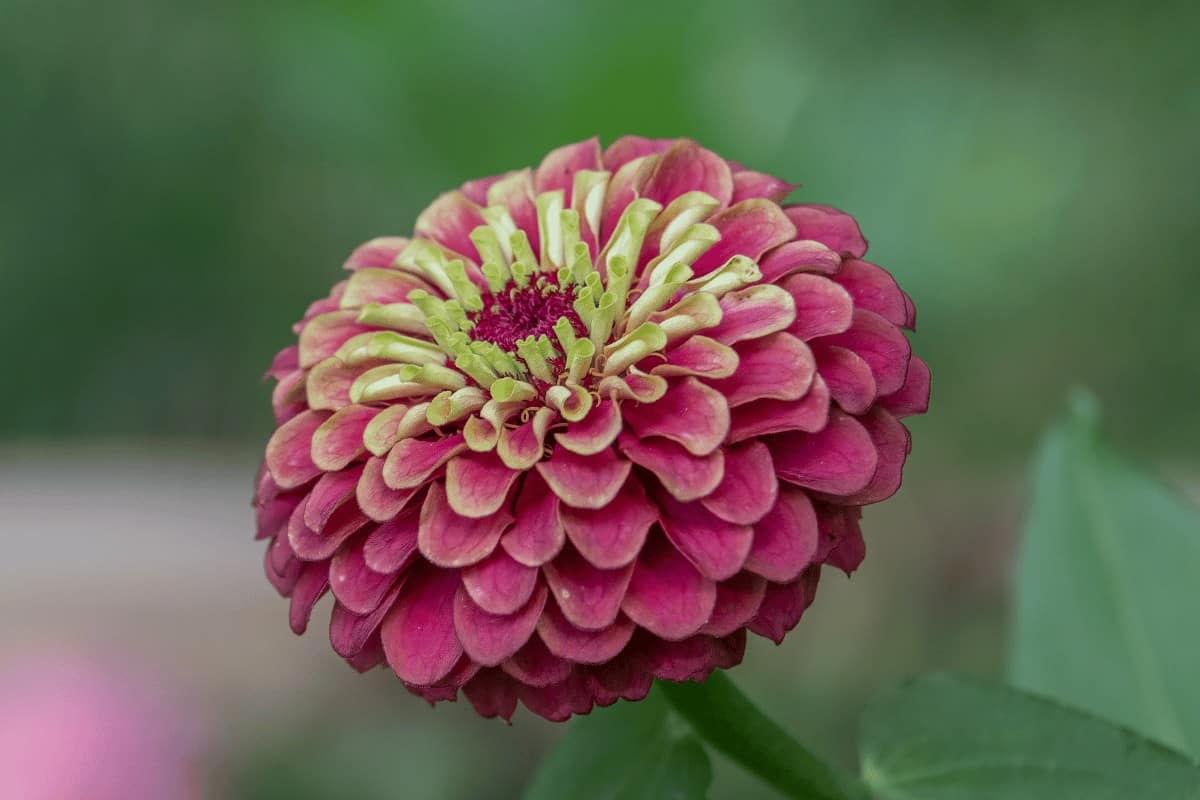 Zinnia Elegans ‘Queen Red Lime’