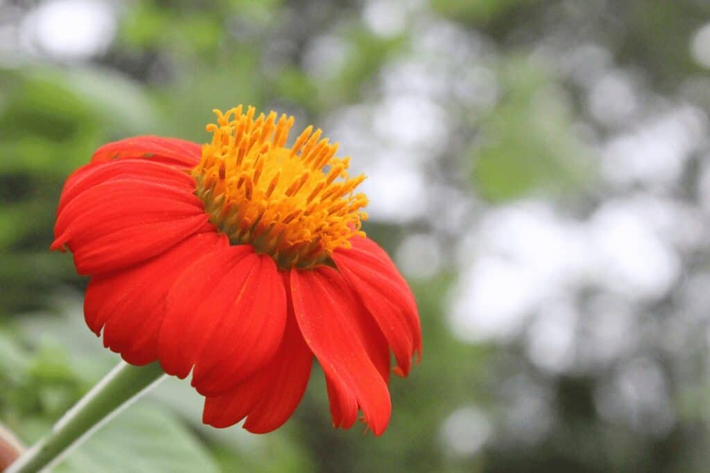 Zinnia Elegans Pumila Mix