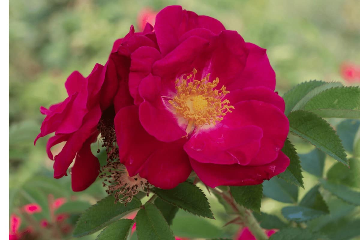 Rugosa Roses