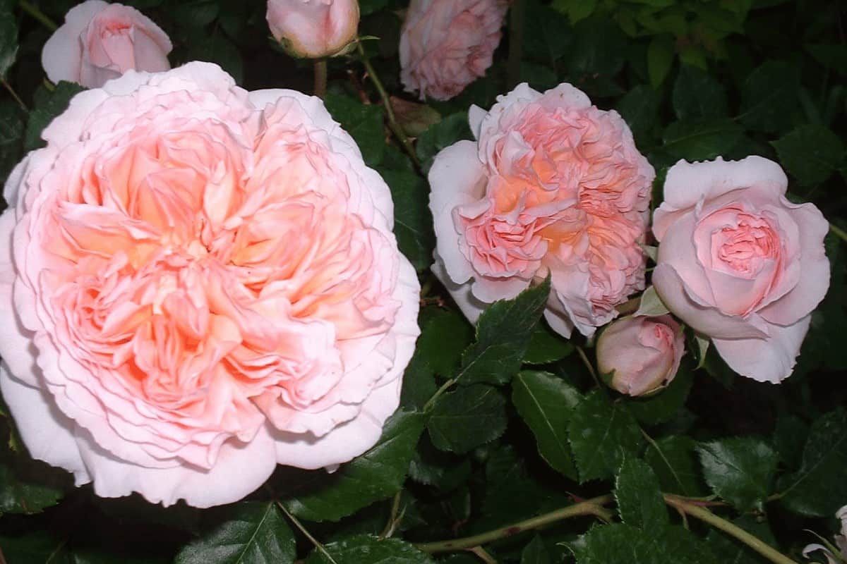 David Austin Roses