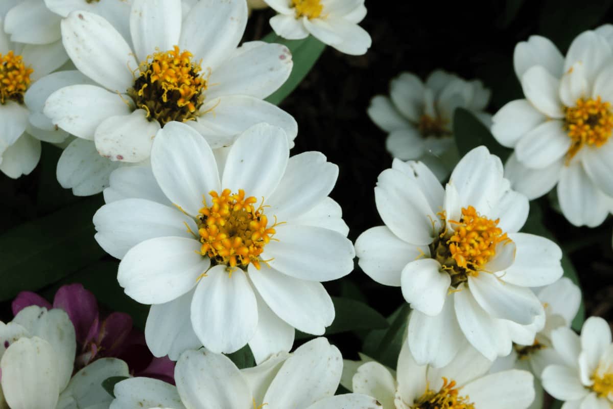 Zinnia Angustifolia 'Crystal White'