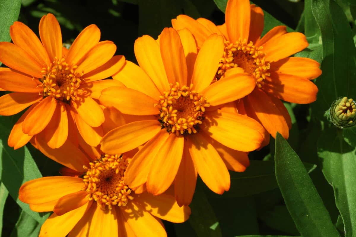 Zinnia Elegans Profusion Series