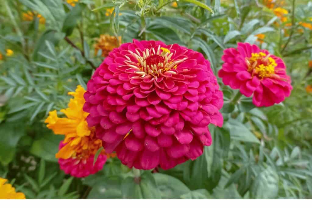 Zinnia Elegans 'California Giants'