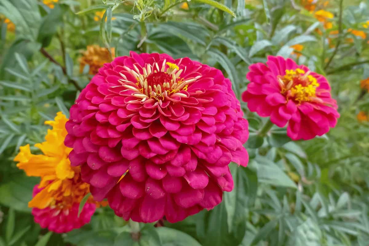 Zinnia Elegans 'Benary's Giant'