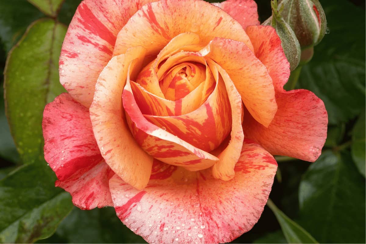 Floribunda Roses: A Symphony of Color and Elegance