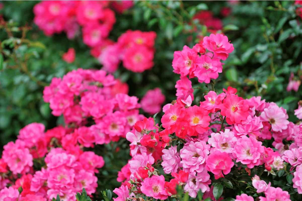 Shrub Roses: A Blossoming Symphony in Your Garden