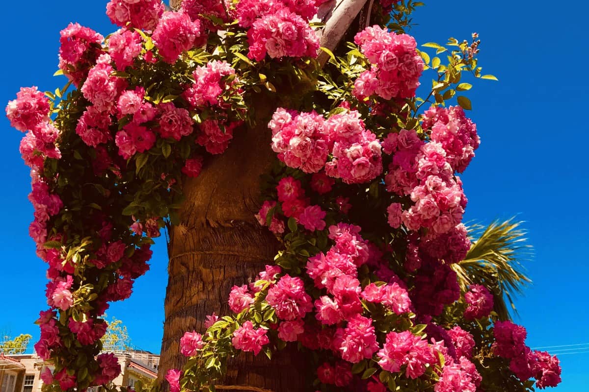 Climbing Roses