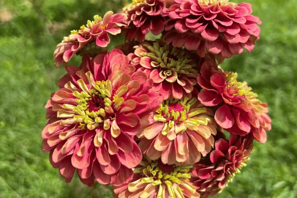 Zinnia Elegans 'Queen Red Lime'