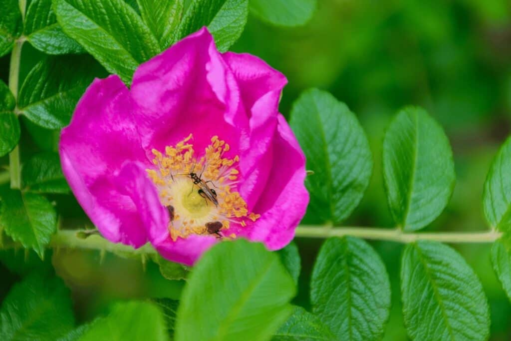 Rugosa Roses