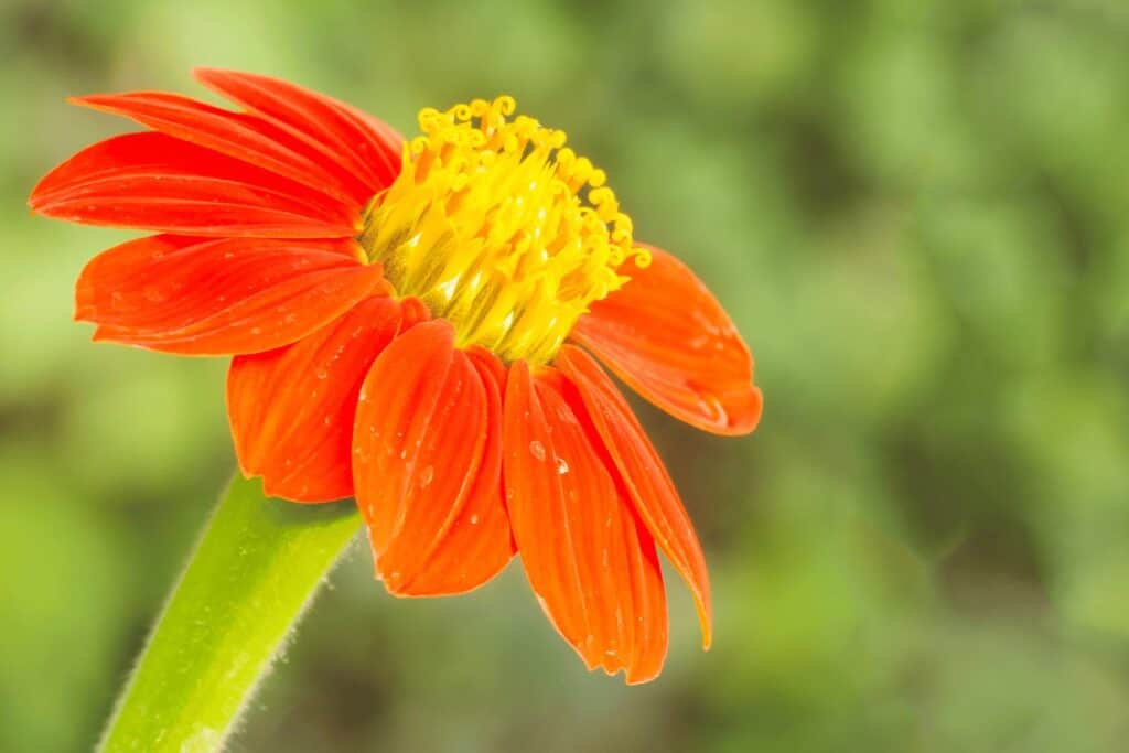 Zinnia Elegans 'Lilliput'