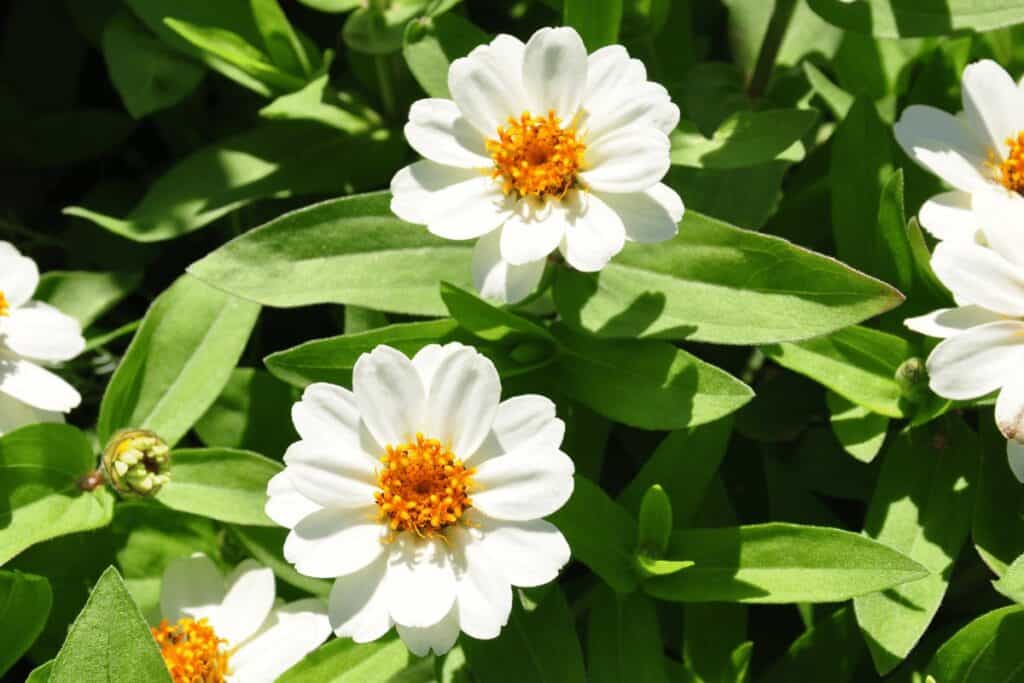 Zinnia Angustifolia 'Crystal White'