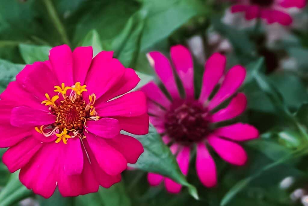 Zinnia Elegans Profusion Series