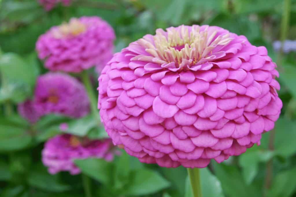 Zinnia Elegans 'California Giants'