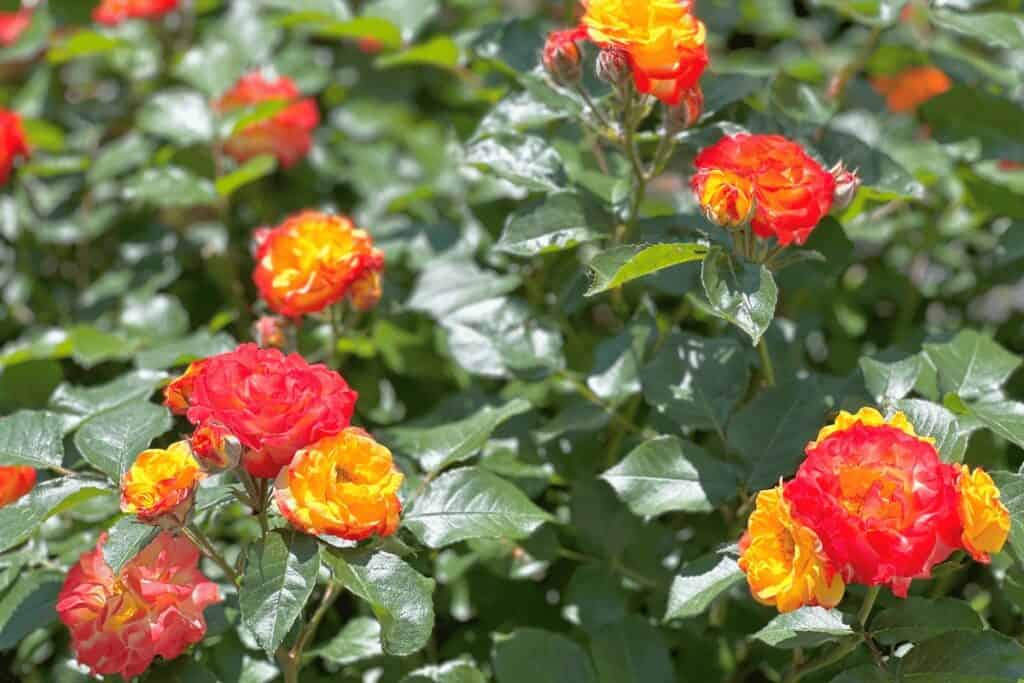 Floribunda Roses