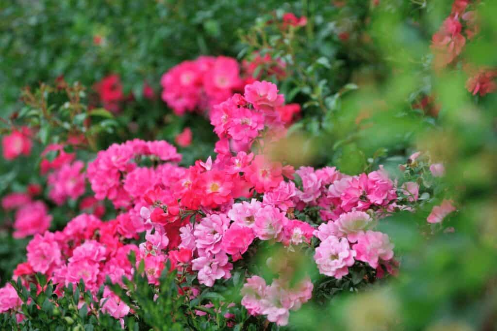 Shrub Roses