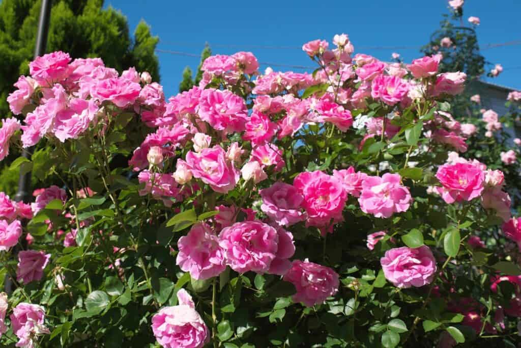 Climbing Roses