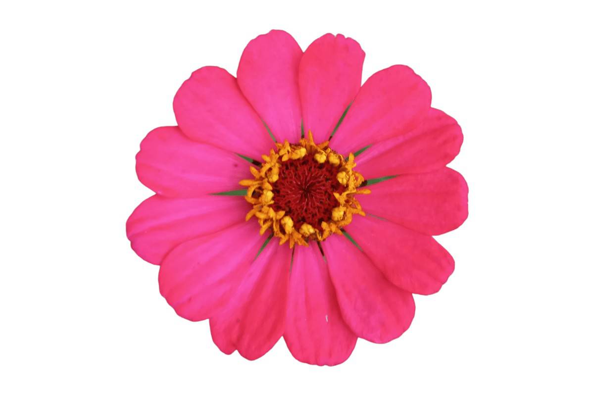 Zinnia Elegans Pumila Mix