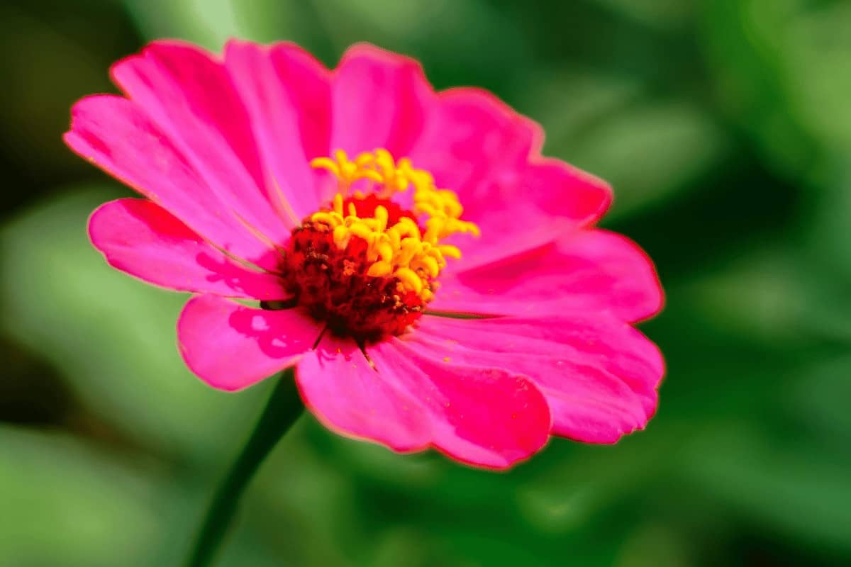 Zinnia Elegans 'Lilliput'