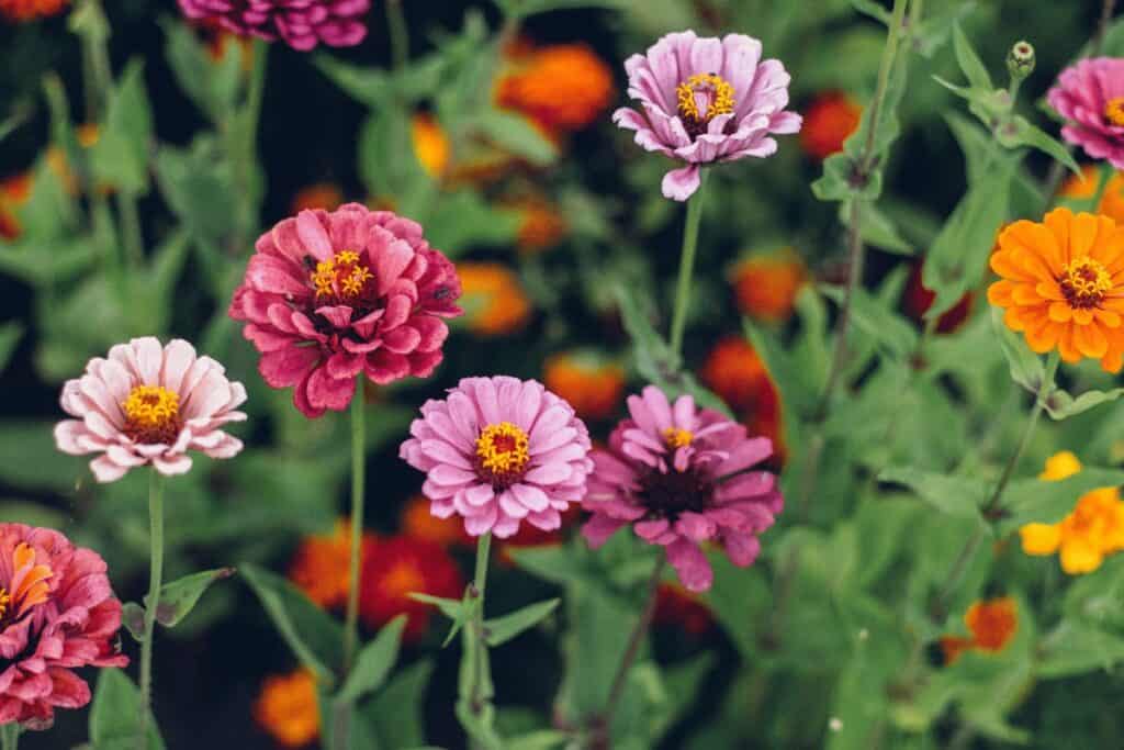 Zinnia Elegans Pumila Mix