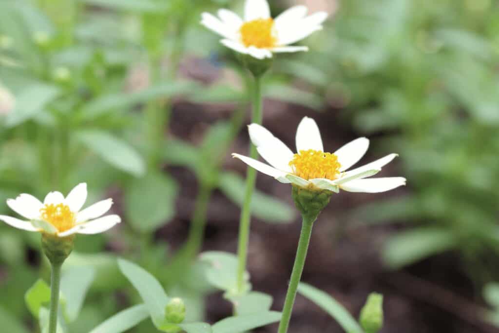 Zinnia Angustifolia 'Crystal White'