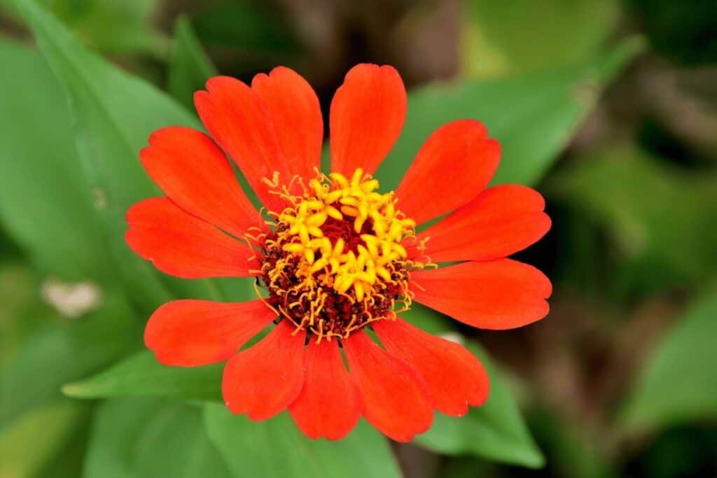 Zinnia Elegans Profusion Series