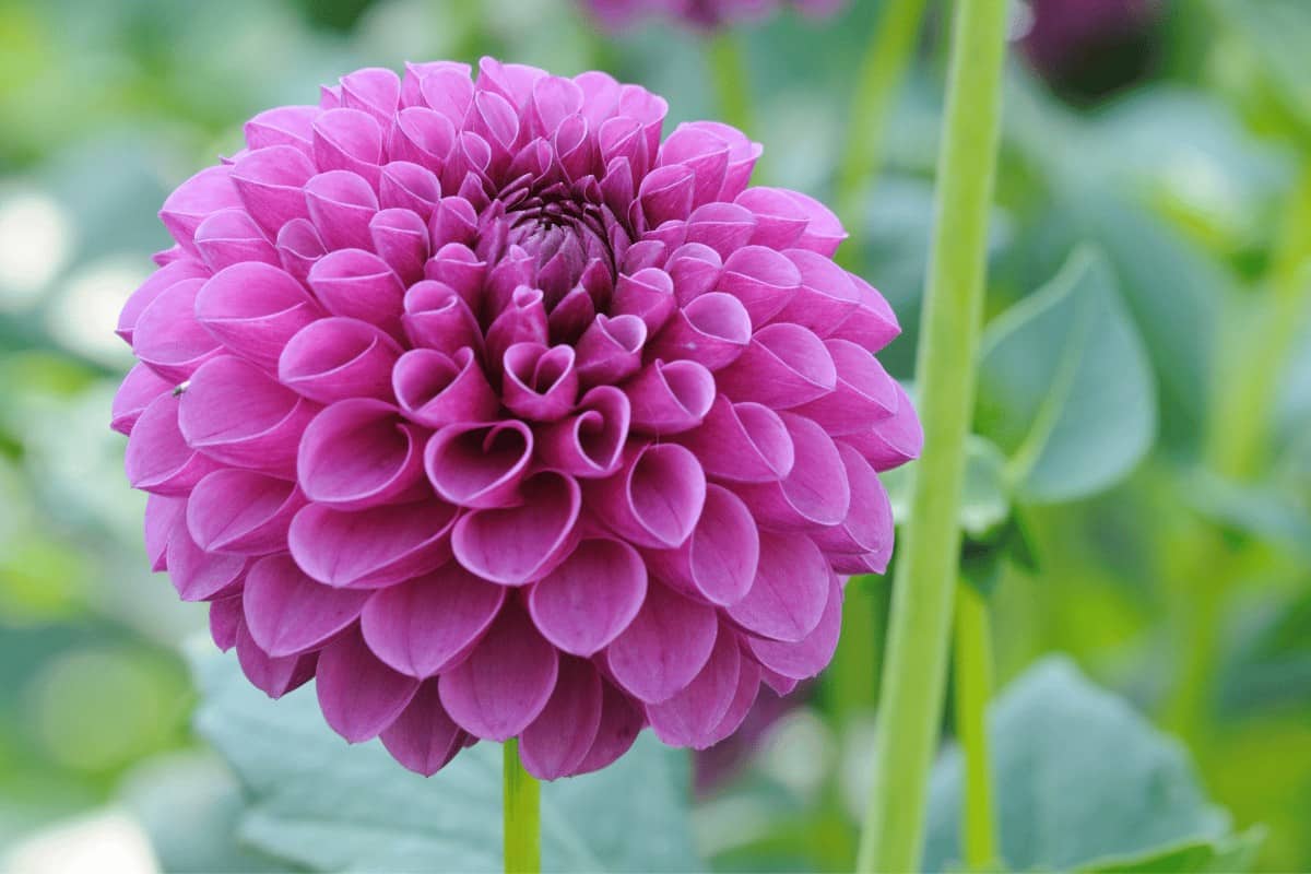 Zinnia Elegans 'California Giants'