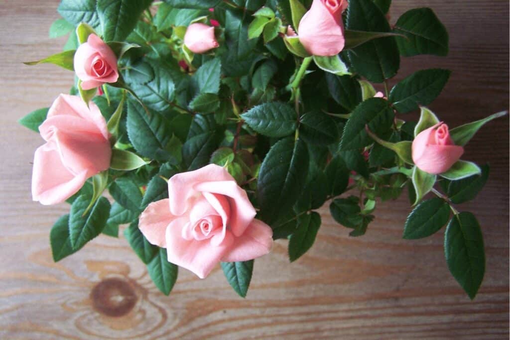 Miniature Roses