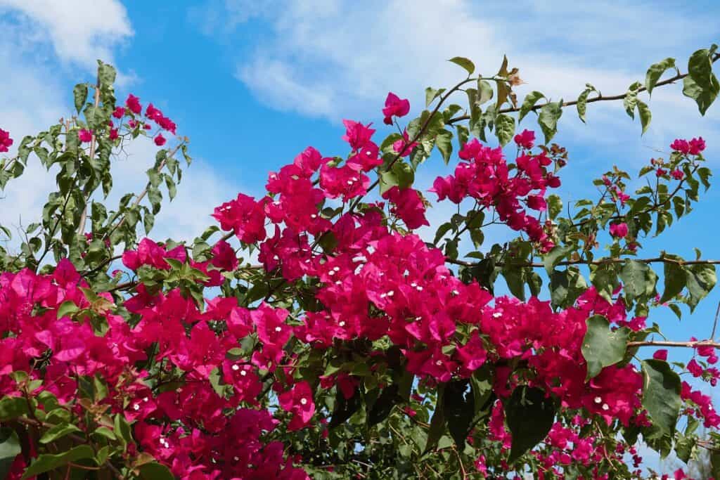 Climbing Roses