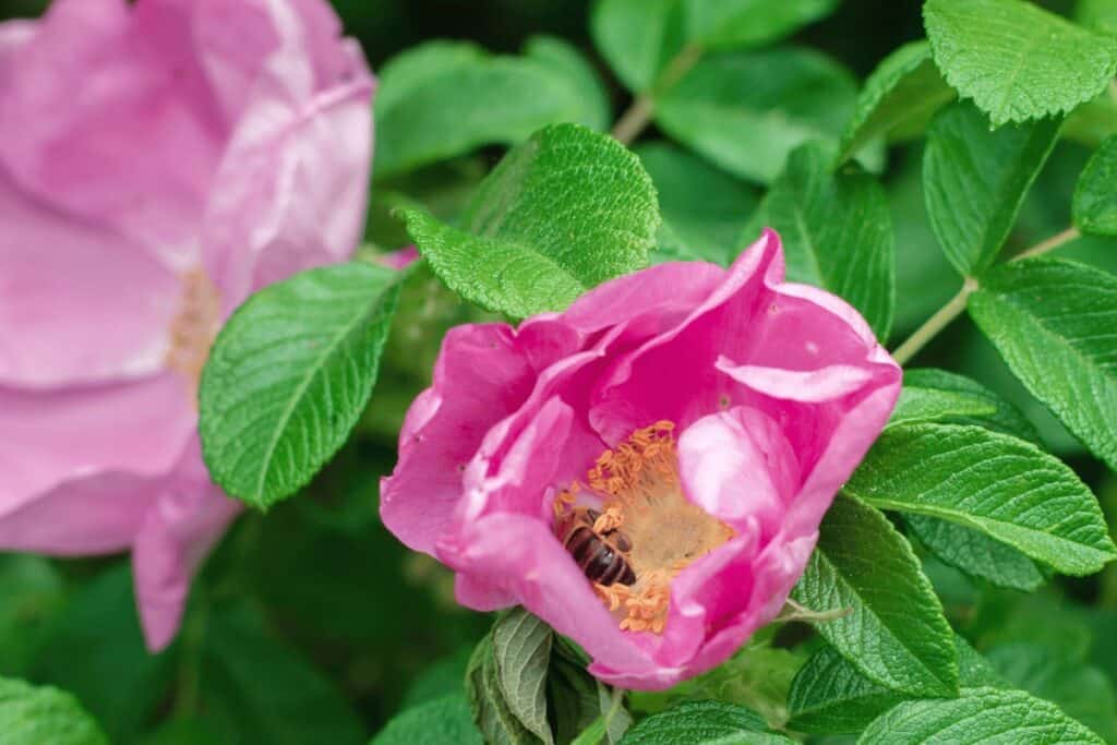 Rugosa Roses