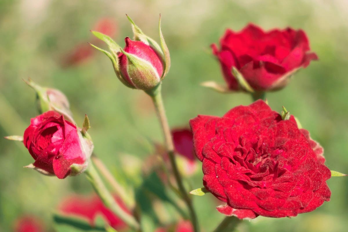 Miniature Roses: A Blooming Delight in Small Packages