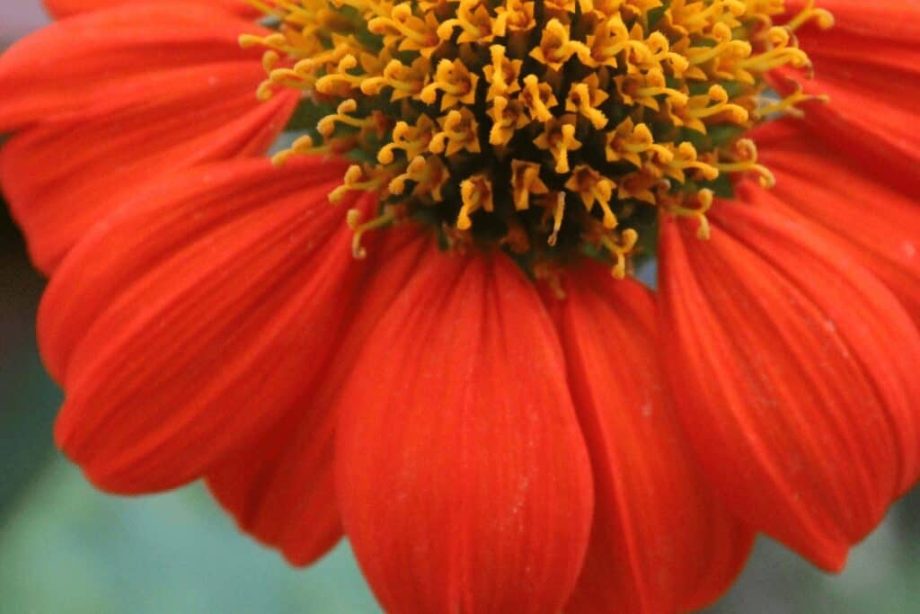 Zinnia Haageana Mexican Zinnia