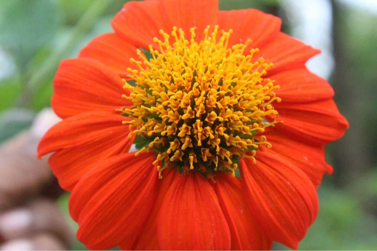 Zinnia Haageana Mexican Zinnia