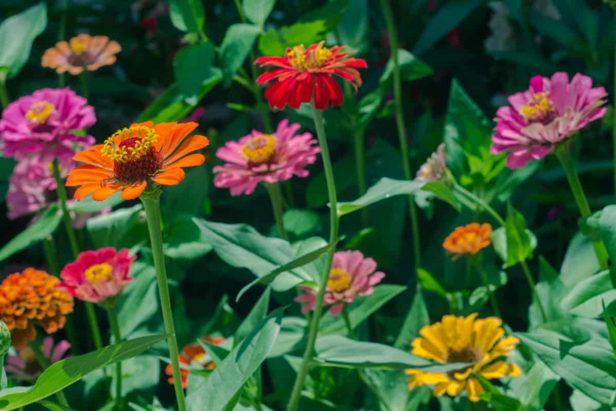 Zinnia Elegans ‘Envy’