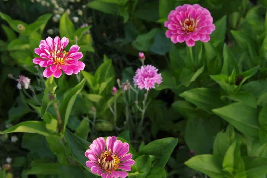 Zinnia elegans