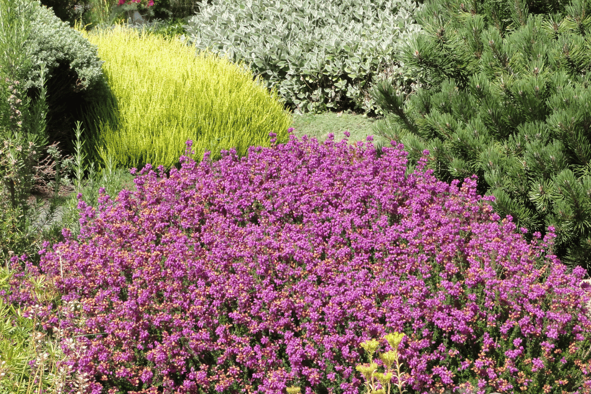 Drought-tolerant plants for water-wise gardening