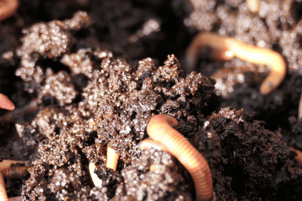 Worm Composting