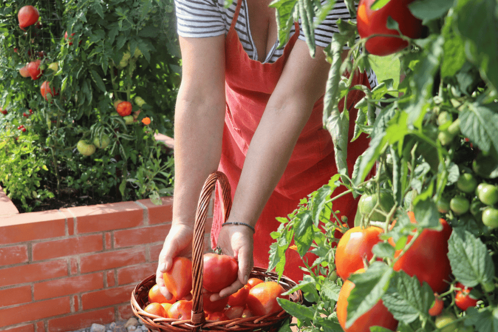 Raised Garden Beds: Cultivating Success in Your Backyard