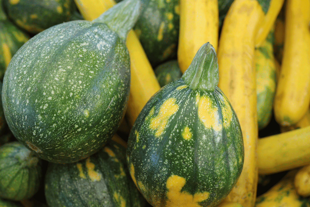 Growing Summer Squash