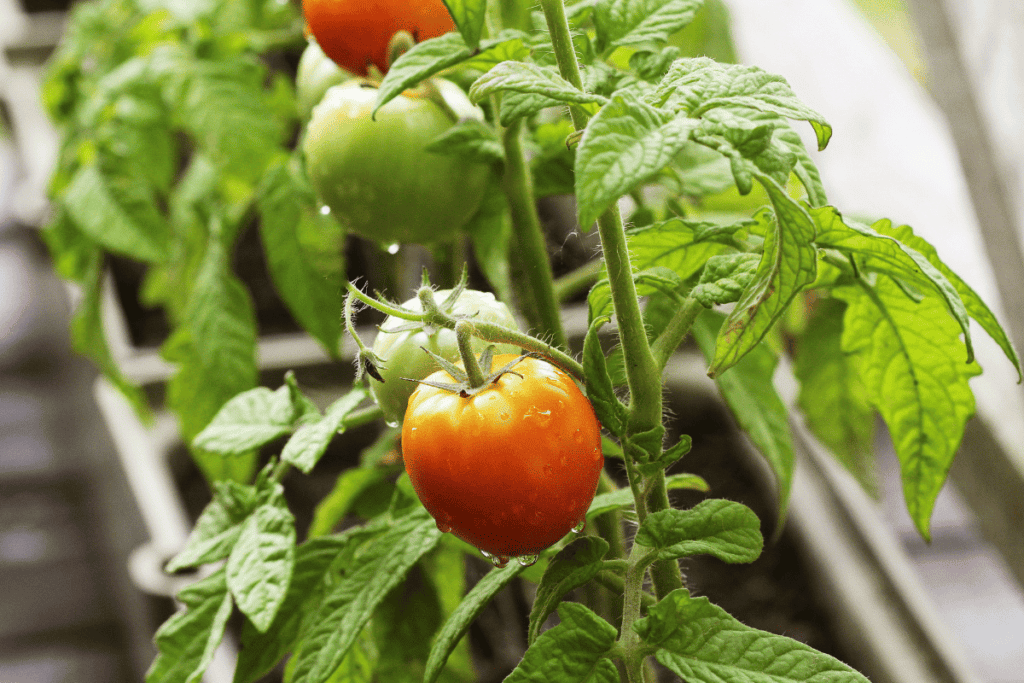 Best Vegetables to Grow in Pots