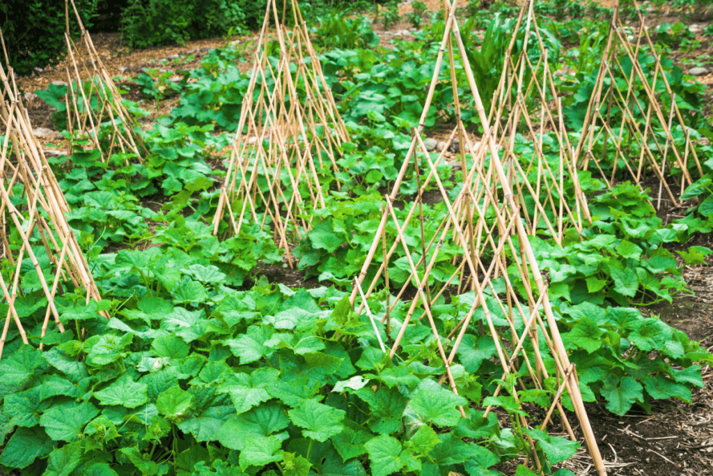 Top 5 DIY Garden Trellises