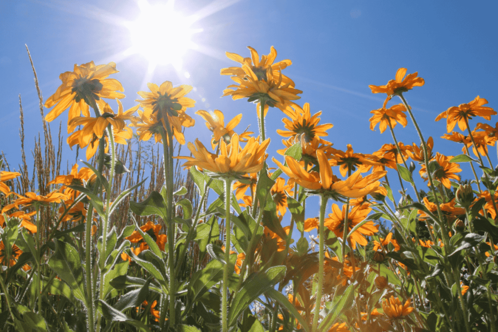 Best Flowers to Plant in Full Sun