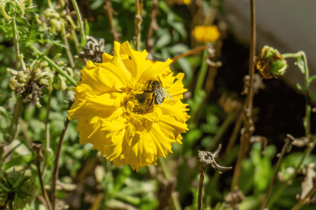 Using Companion Planting to Control Garden Pests