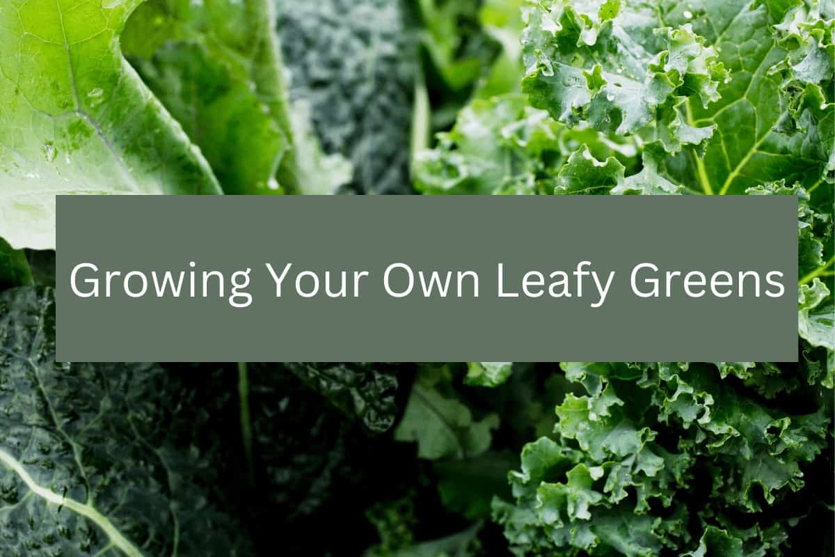 The Beginner’s Guide to Growing Your Own Leafy Greens