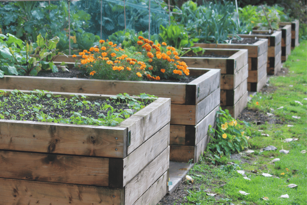 How to Build a Raised Garden Bed