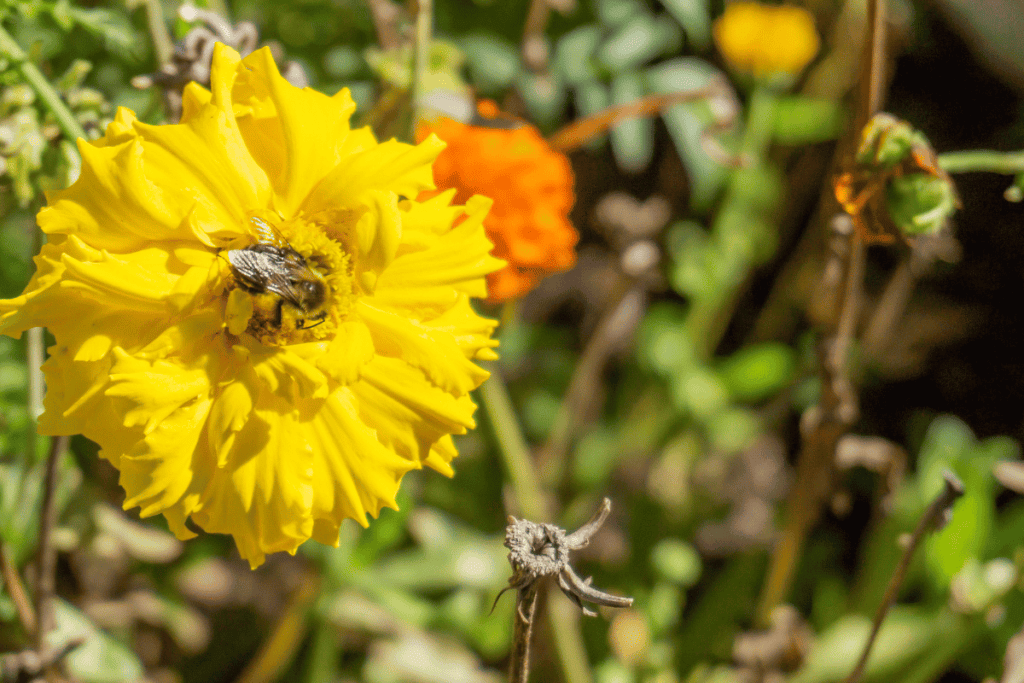 Using Companion Planting to Control Garden Pests