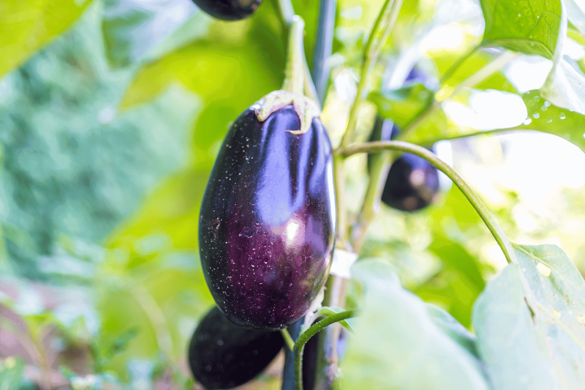 Nightshade Vegetables