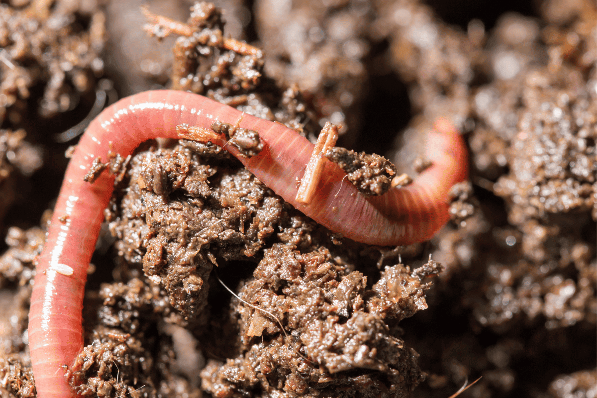 Worm Composting