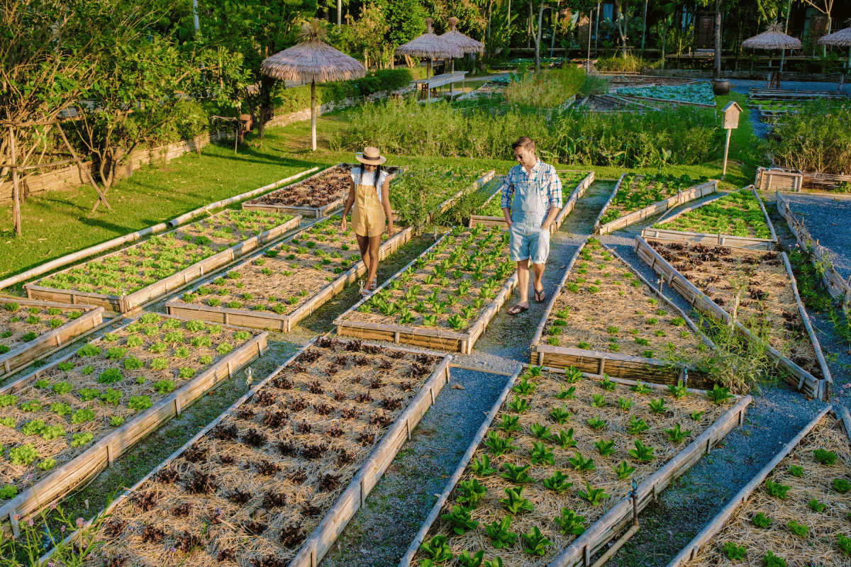 Raised Garden Beds: Cultivating Success in Your Backyard