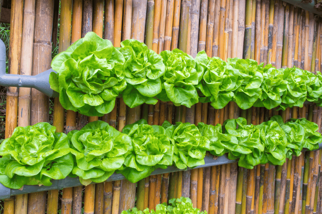 How to Create a Vertical Vegetable Garden