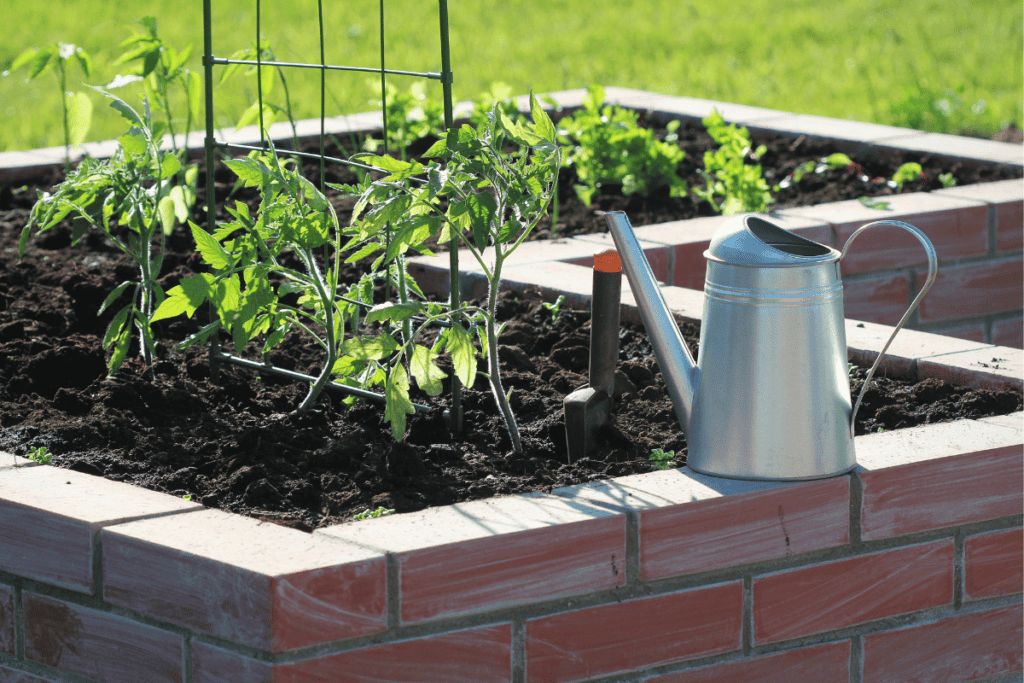 12 Tips for Growing Tomatoes in Your Vegetable Garden